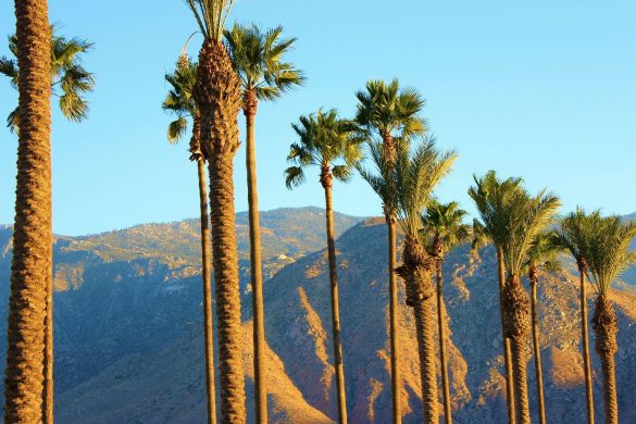 Should You Invest in the Palm Springs Real Estate Market 2019?