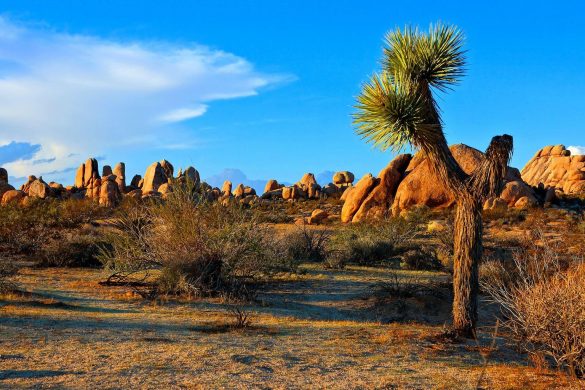 Are Joshua Tree Houses for Sale a Good Real Estate Investment?
