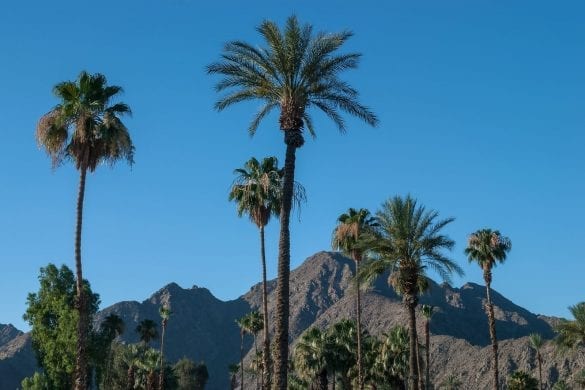 Should You Invest in the Palm Springs Real Estate Market in 2020?