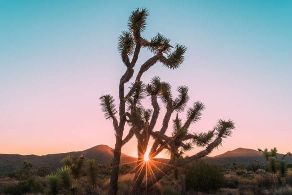 Should You Invest in Airbnb Joshua Tree?