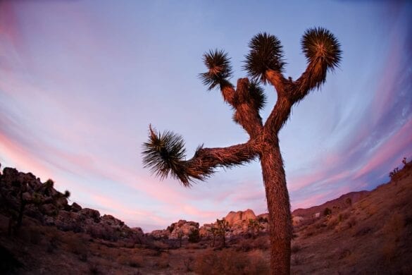 Should You Invest in Joshua Tree Real Estate Now?