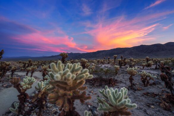 Owning an Airbnb in the Joshua Tree Real Estate Market in 2021