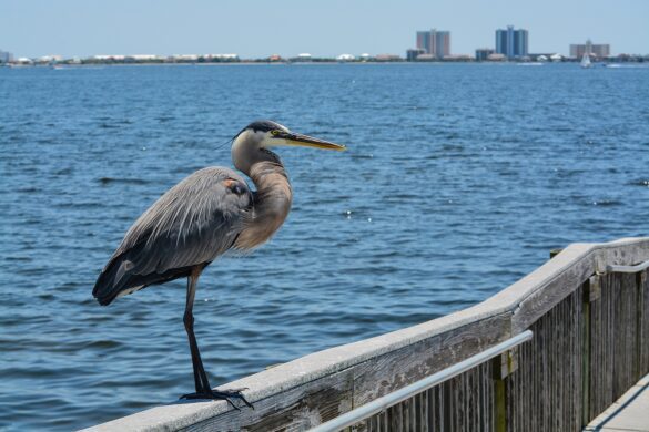 Airbnb Gulf Breeze FL: Should You Invest?