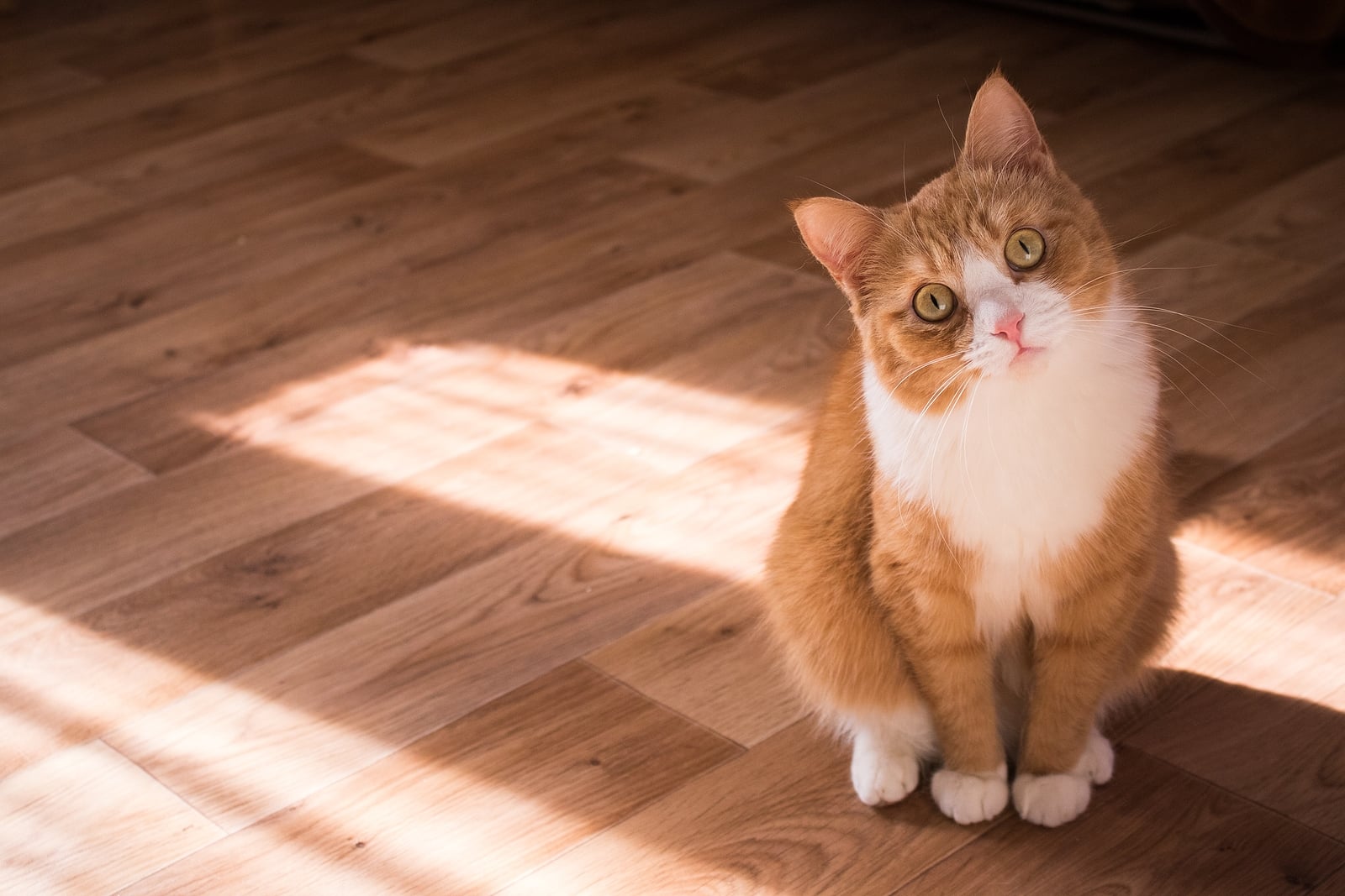 Tips On How To Make Your Airbnb Pet Friendly Mashvisor